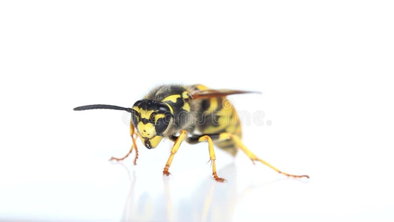 Wasp on a white background