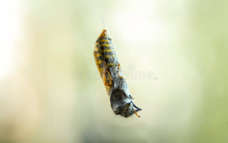 Wasp or Yellowjacket stock image. Image of black, yellowjacket - 21616153
