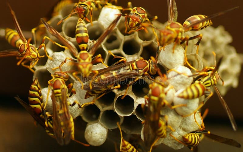 Wasps