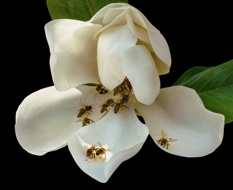 Wasps Collect Nectar from a Flower of Magnolia Stock Photo Image of