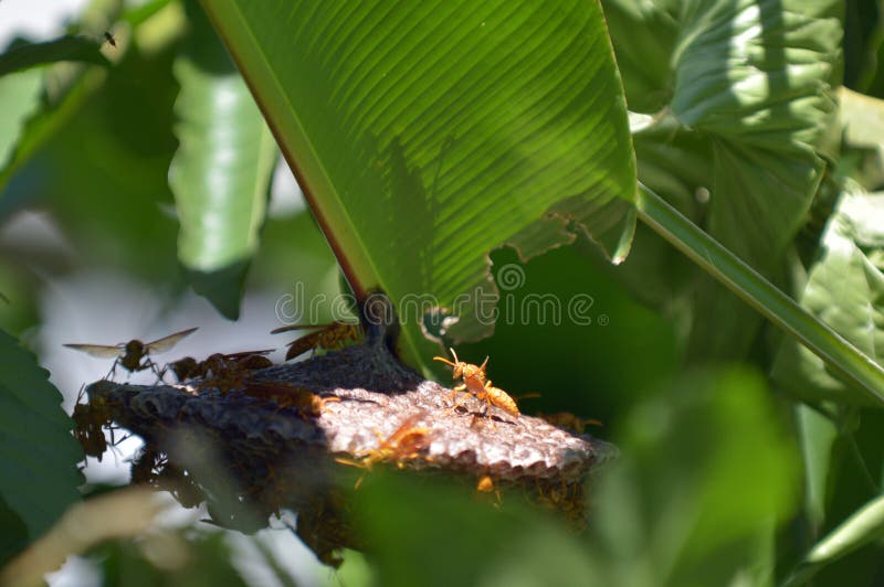 Wasps comb on a banana tree royalty free stock photos