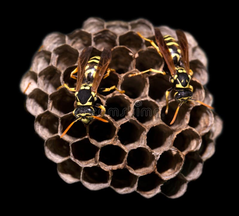 Wasps on comb on a black background. macro stock photography
