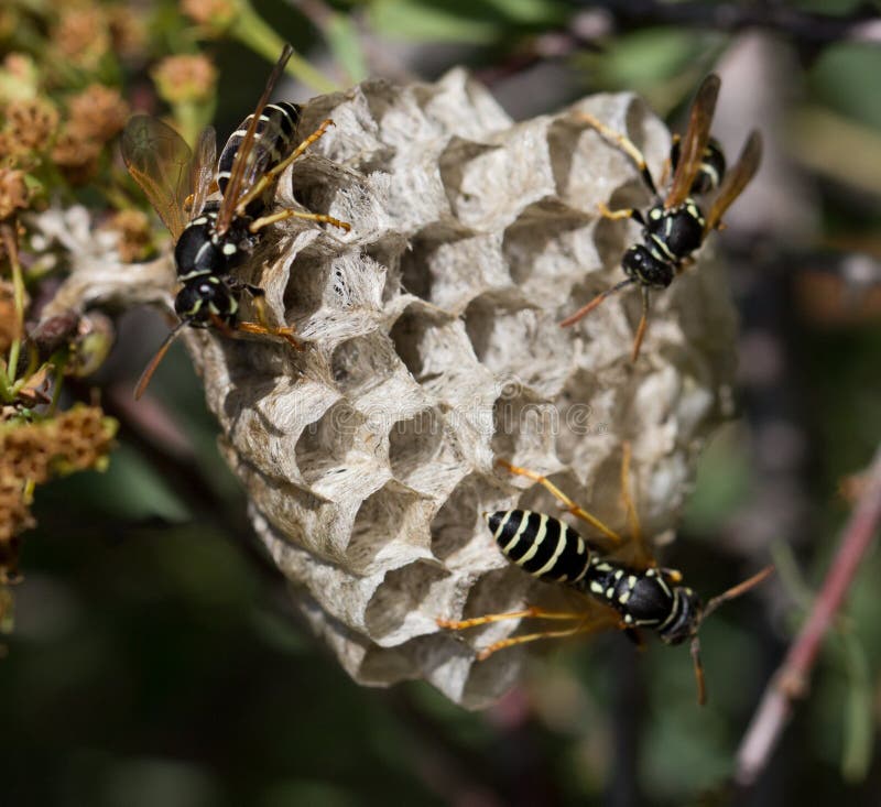 Wasps on comb in nature royalty free stock images