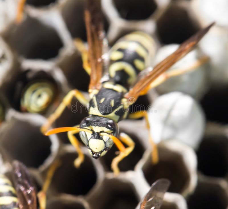 Wasps on comb stock photography