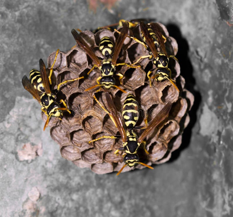 Wasps on comb royalty free stock photos