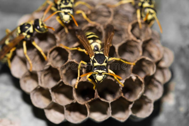 Wasps on comb stock image