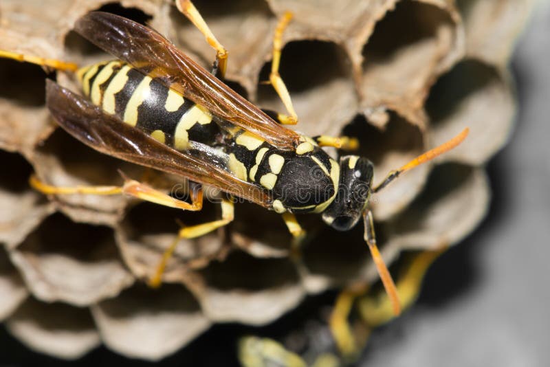 Wasps on comb stock photography