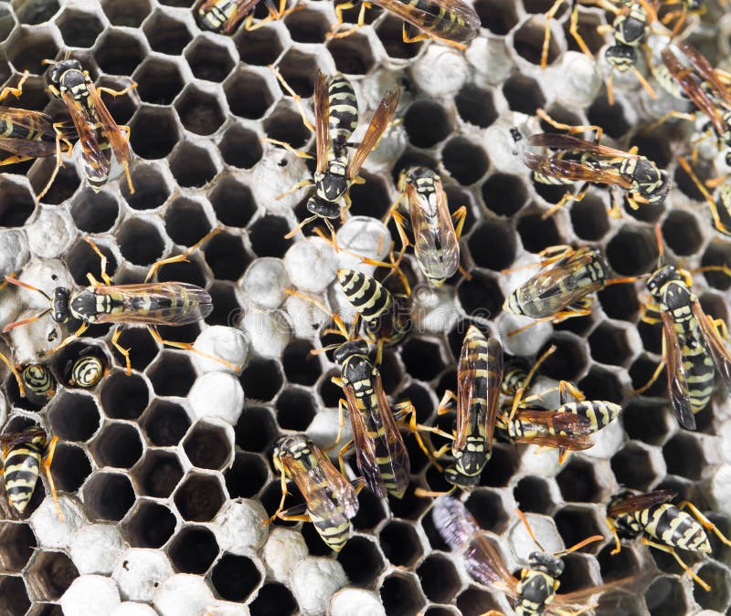 Wasps on comb stock photo