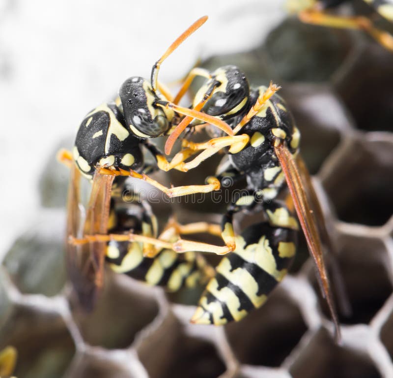 Wasps on comb stock images