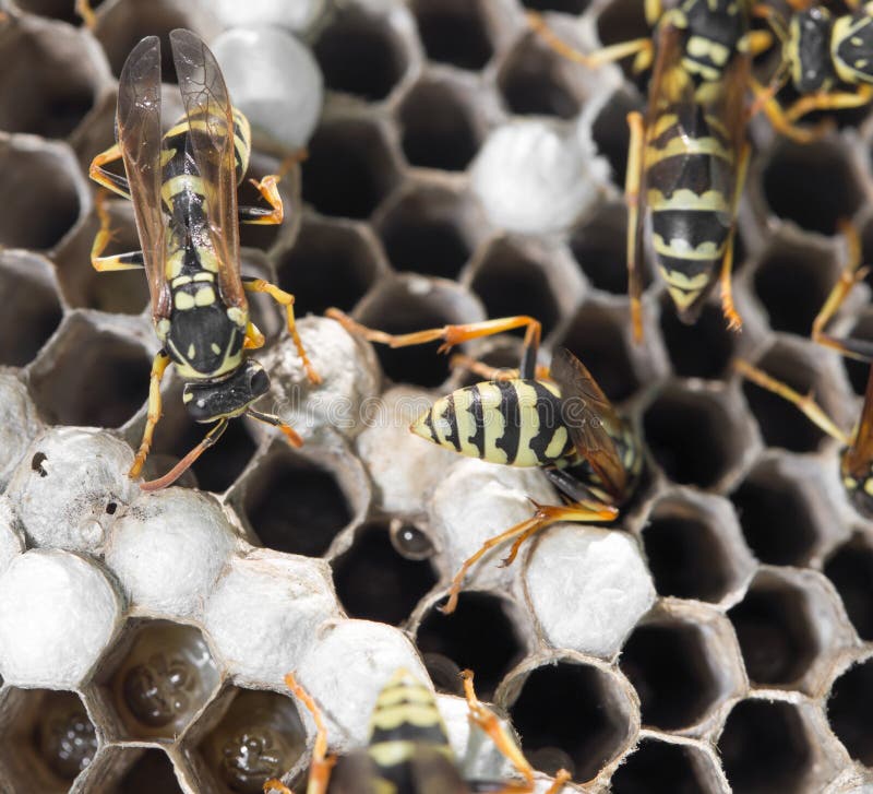 Wasps on comb royalty free stock image