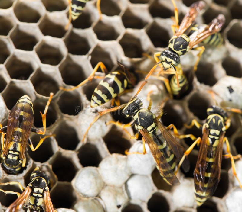 Wasps on comb stock photo