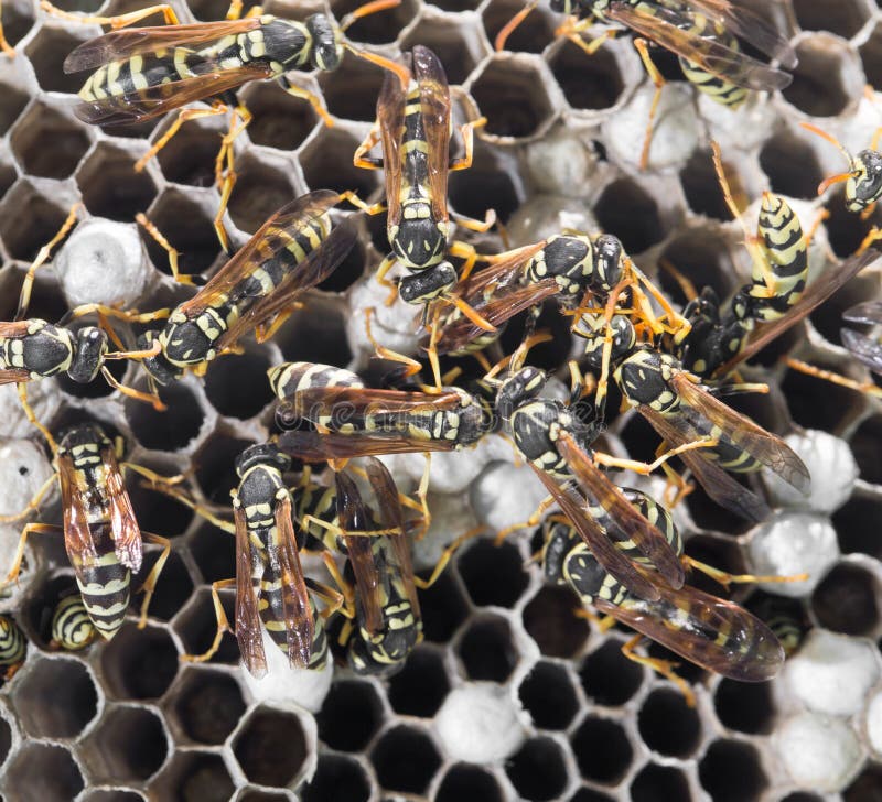 Wasps on comb royalty free stock photos