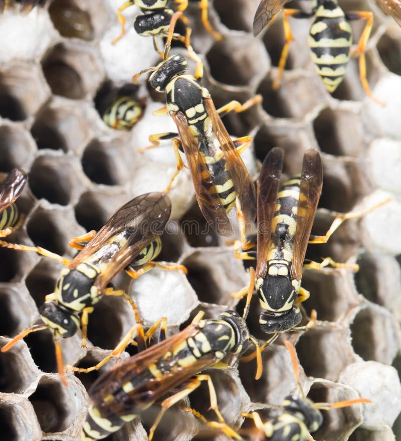 Wasps on comb royalty free stock photos