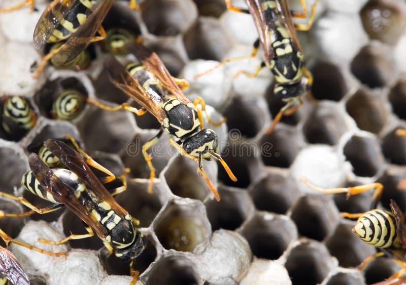 Wasps on comb royalty free stock photography