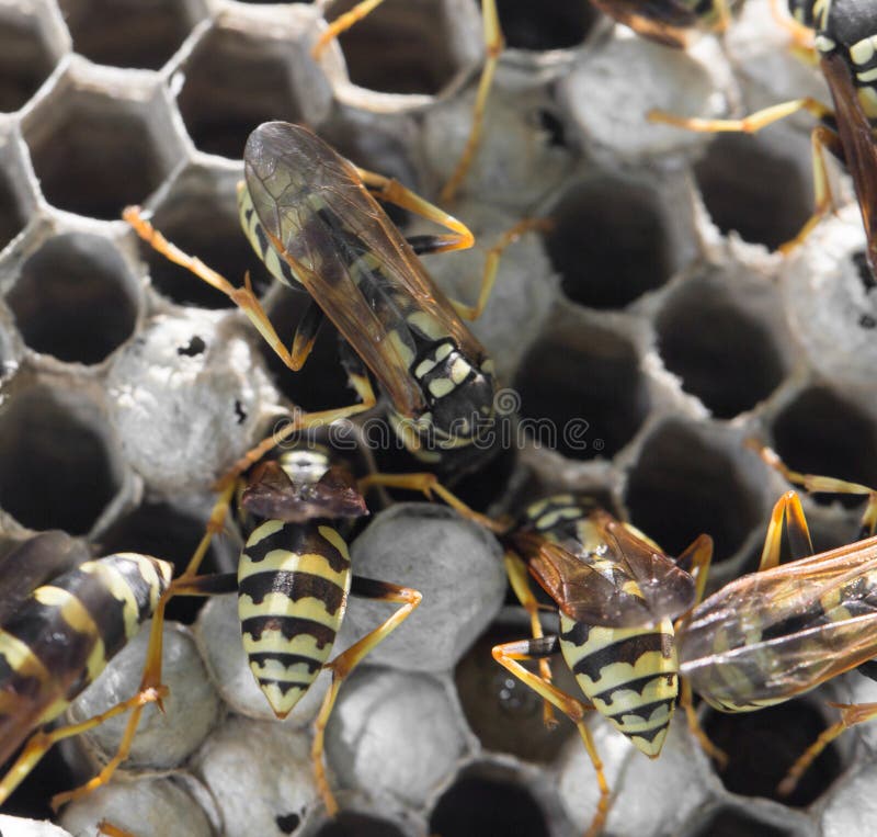 Wasps on comb stock photos