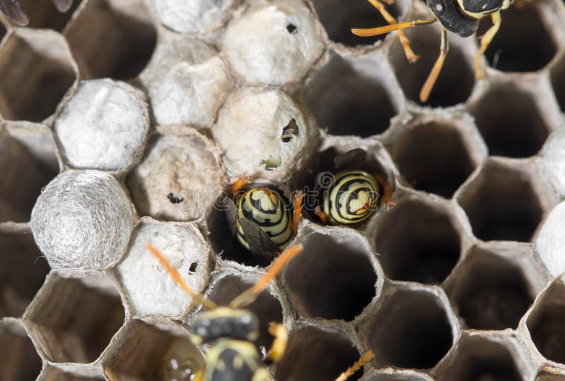 Wasps on comb royalty free stock photography
