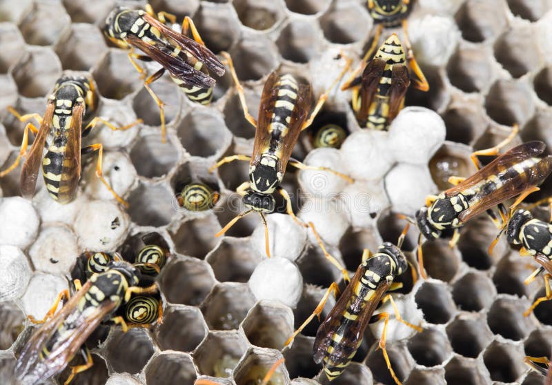 Wasps on comb royalty free stock photos