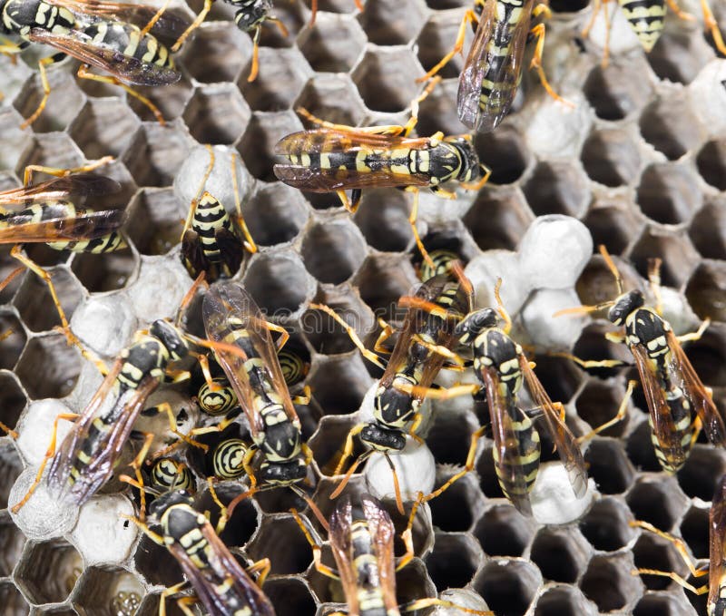 Wasps on comb stock image