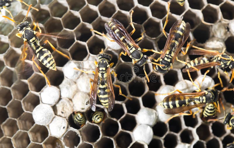 Wasps on comb royalty free stock photography
