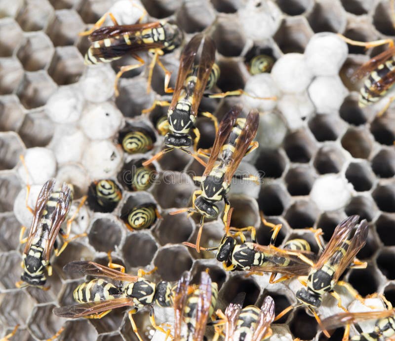 Wasps on comb stock images