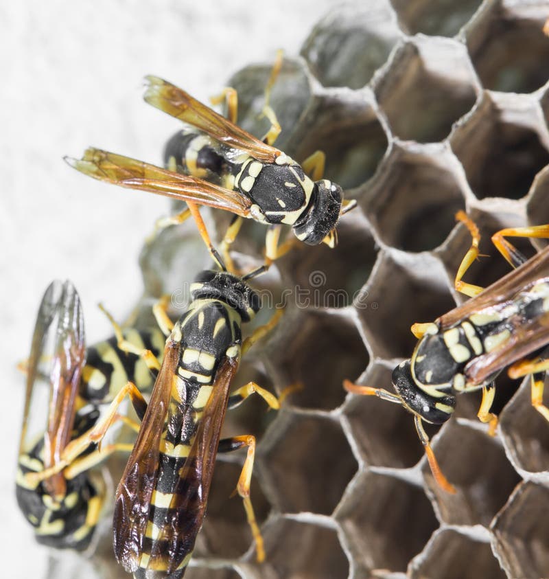 Wasps on comb stock photography
