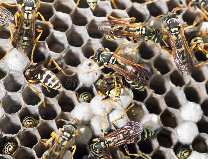 Wasps on comb stock images