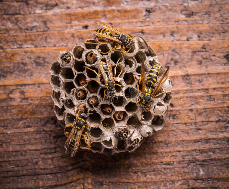 Wasps in comb royalty free stock image
