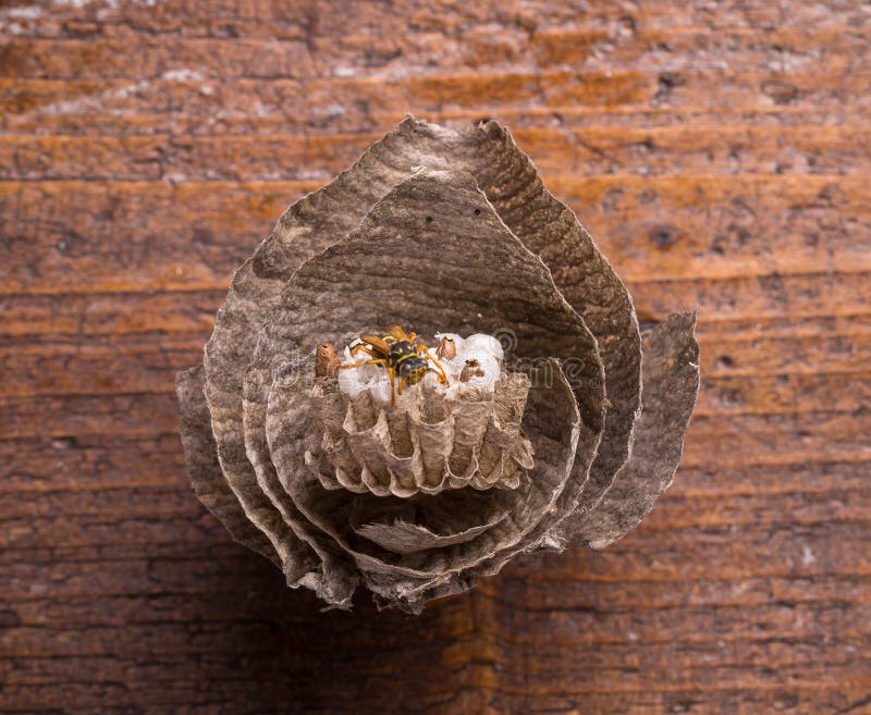 Wasps on comb royalty free stock photo