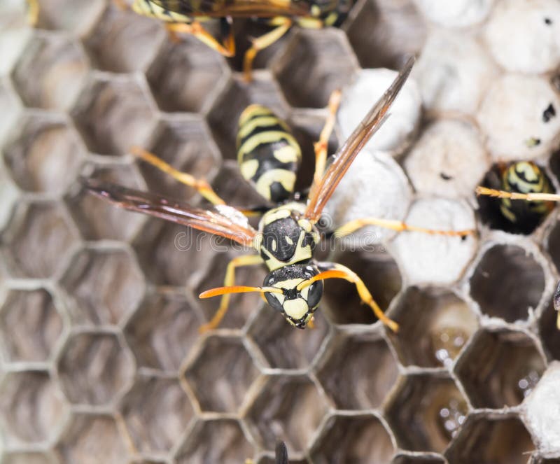 Wasps on comb stock photos