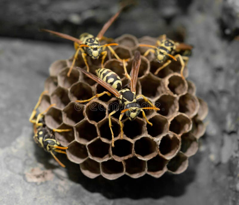 Wasps on comb royalty free stock photography
