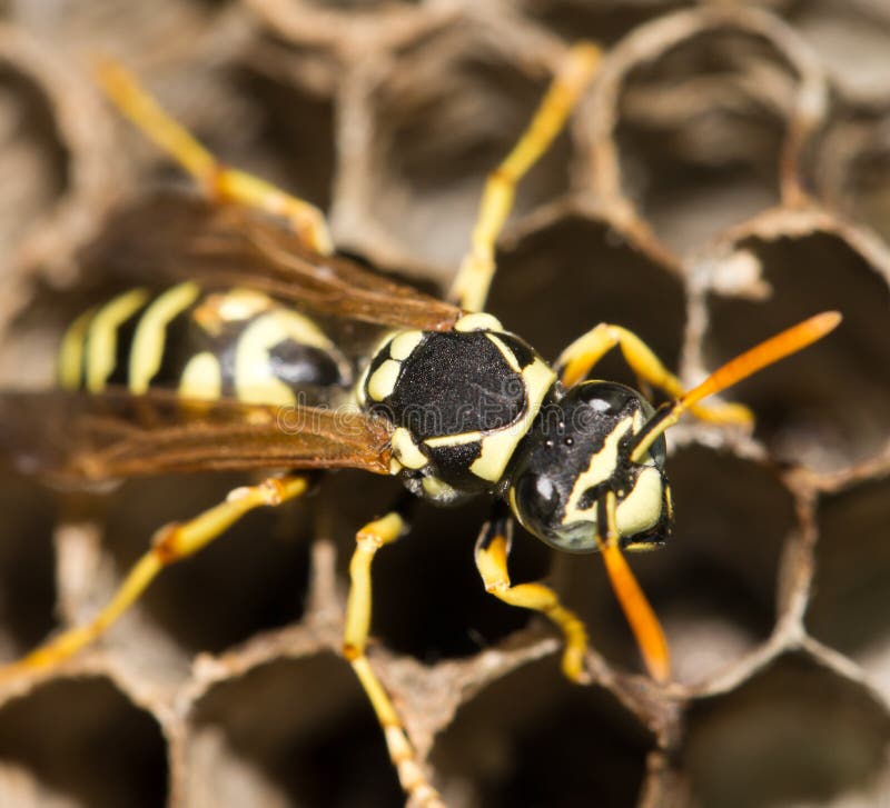 Wasps on comb stock photos