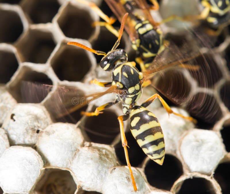 Wasps on comb royalty free stock images