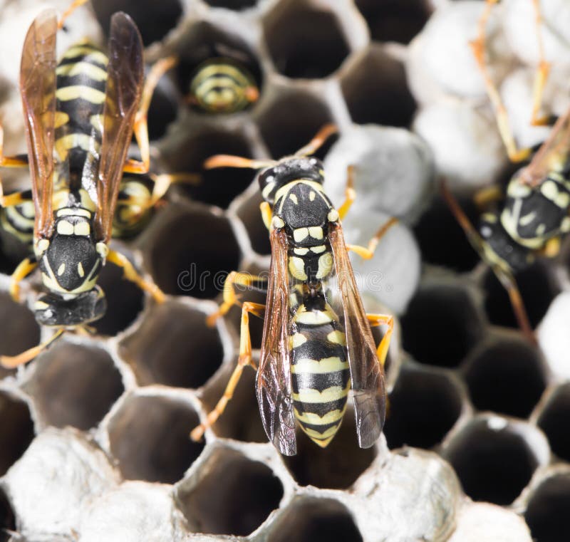 Wasps on comb royalty free stock image