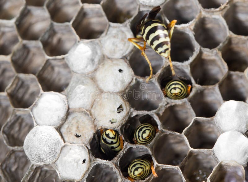 Wasps on comb stock photos