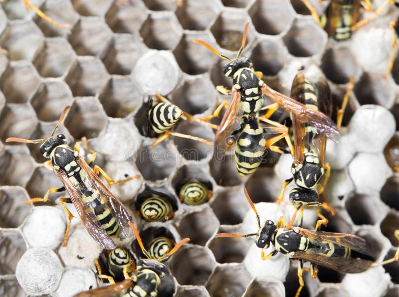 Wasps on comb royalty free stock photography
