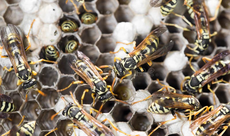 Wasps on comb stock photography
