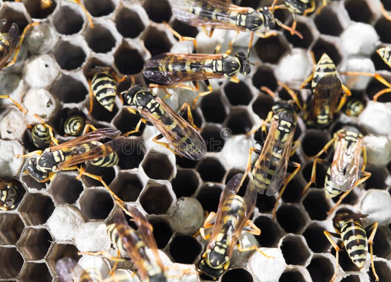 Wasps on comb stock photo