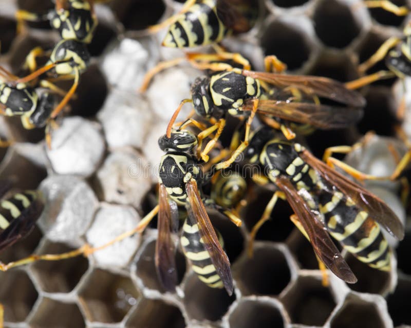 Wasps on comb stock photos