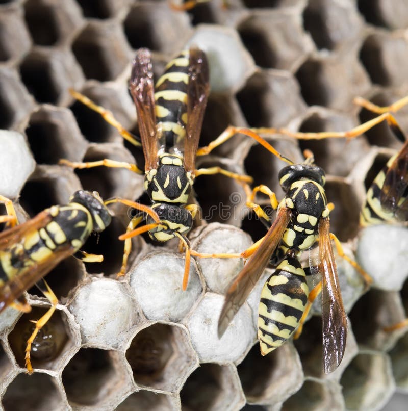 Wasps on comb stock photo