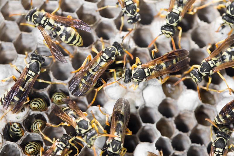 Wasps on comb royalty free stock photos