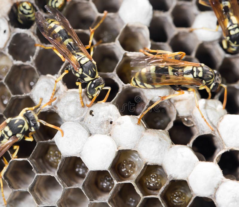 Wasps on comb stock image