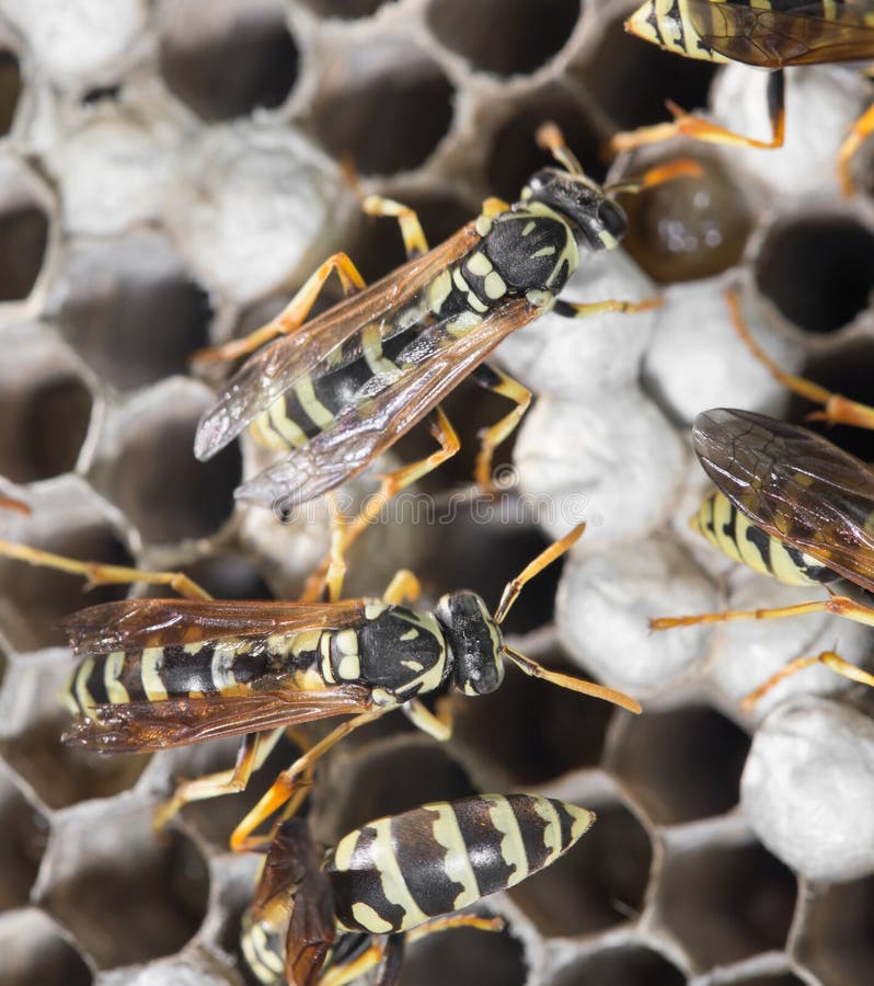 Wasps on comb royalty free stock photos