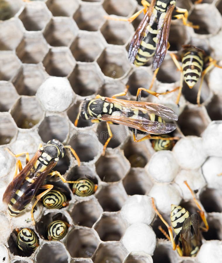 Wasps on comb royalty free stock photos