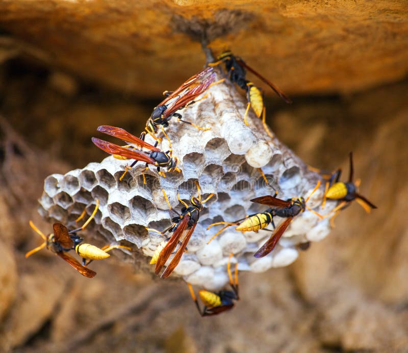 Wasps on comb, wild insect collect nectar stock photo