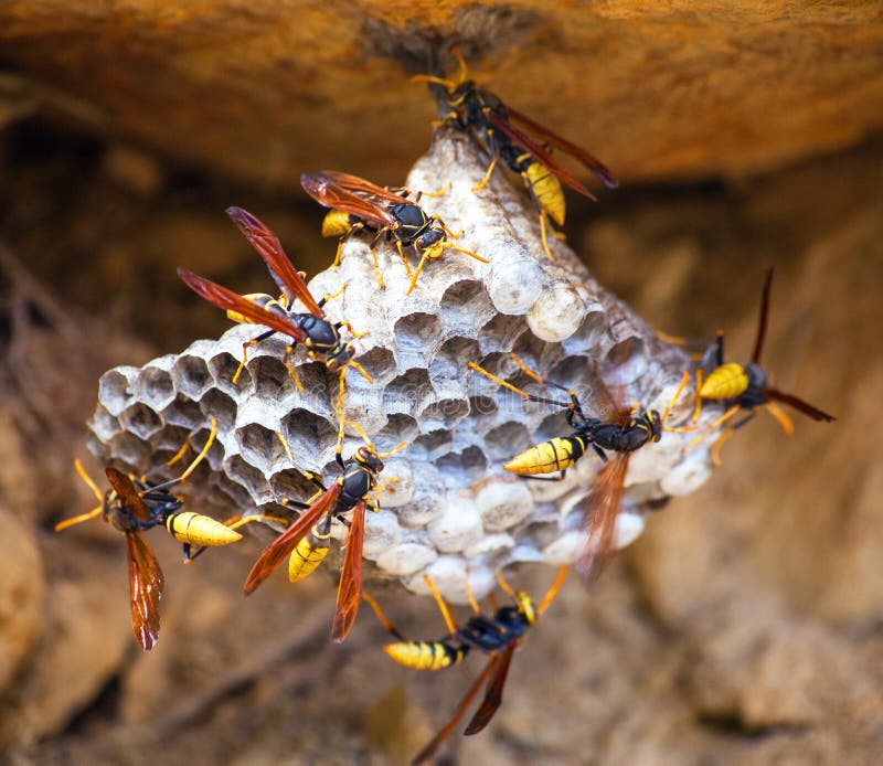 Wasps on comb, wild insect collect nectar royalty free stock photos