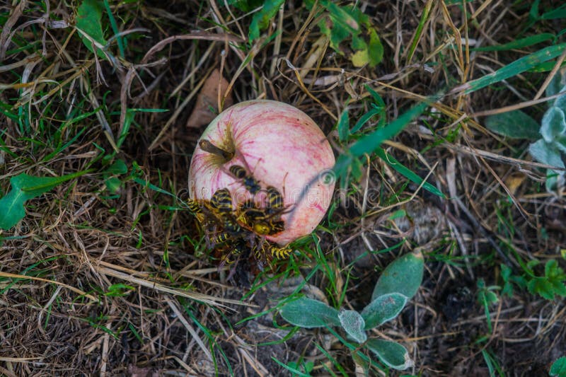 Wasps eat apples lying on green grass stock images Wasps eat apples lying on green grass stock images
