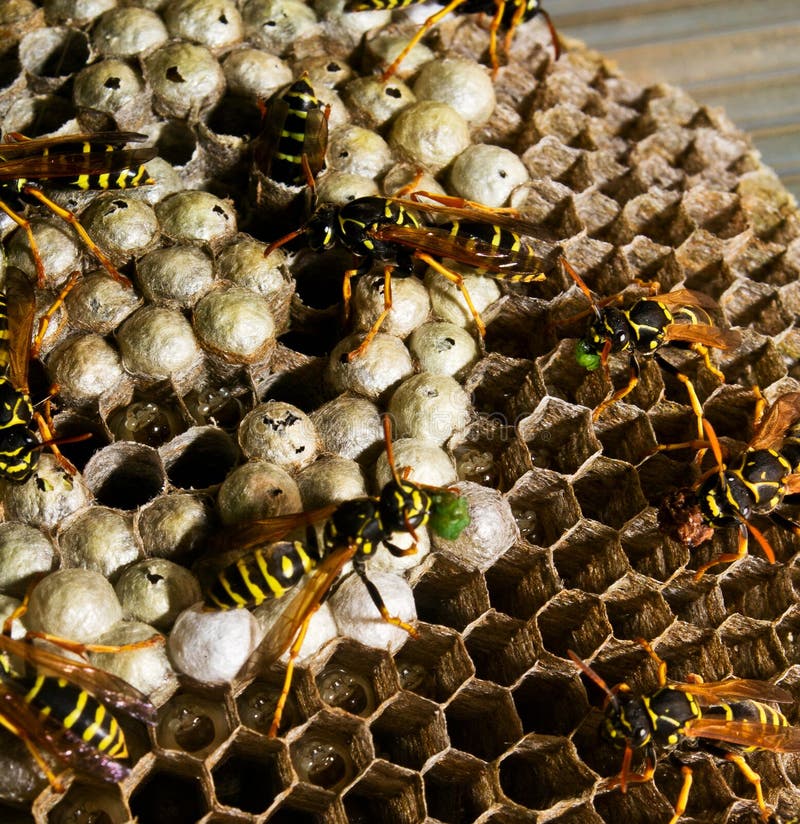 Wasps feed larva in vespiary