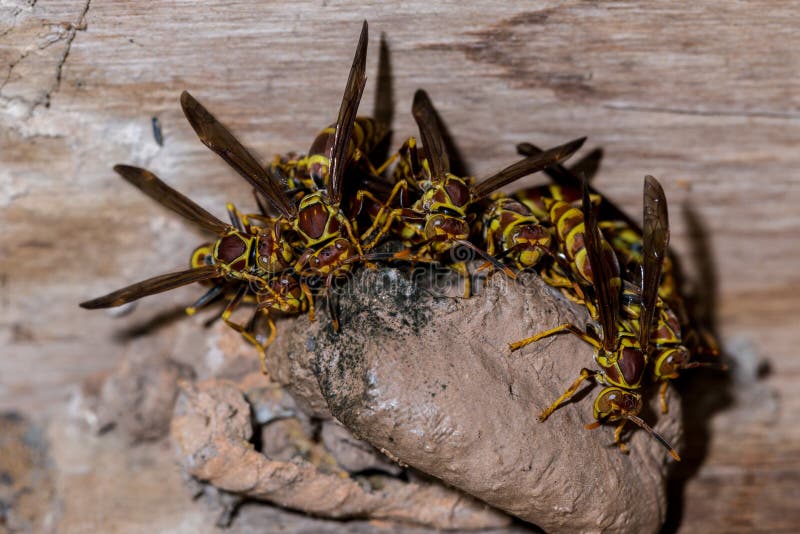 Wasps Guarding Their Nest
