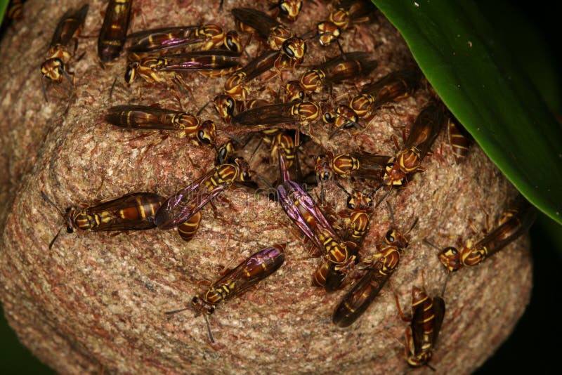 Wasps nest