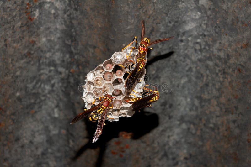 Wasps nest larvae honey comb stock photo